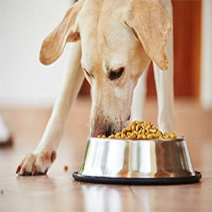 Good Diet for Your Dog