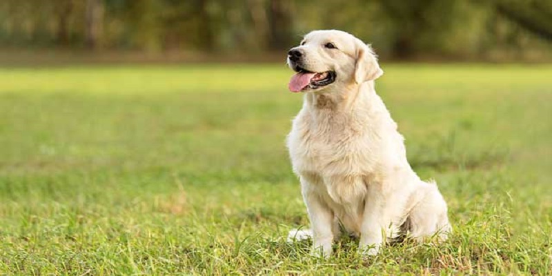5 Tips to Keeping Your Dog Healthy