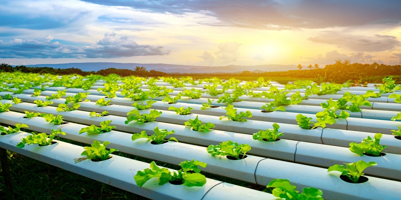 hydroponic system