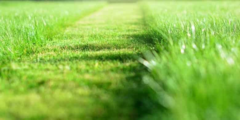 Lawn Care Tips and Tricks for a Healthier Garden